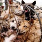 animal abuse (change.org)