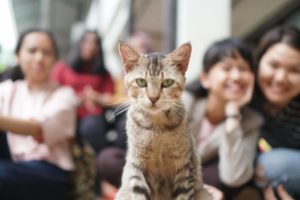 Kegiatan Komunitas sastranekochan bersama para kucing (foto: @satranekochan)